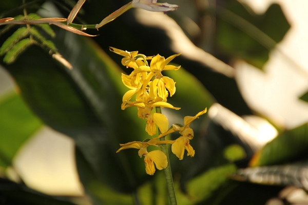 Phalaenopsis   061.jpg